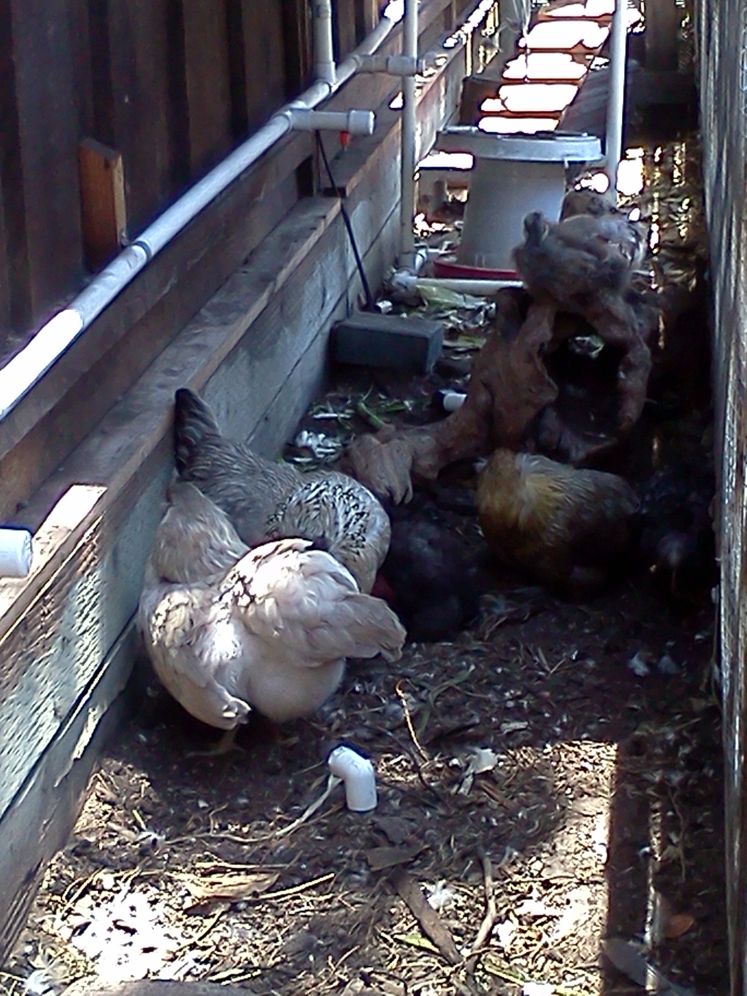 almost five weeks old, hanging out with the flock.