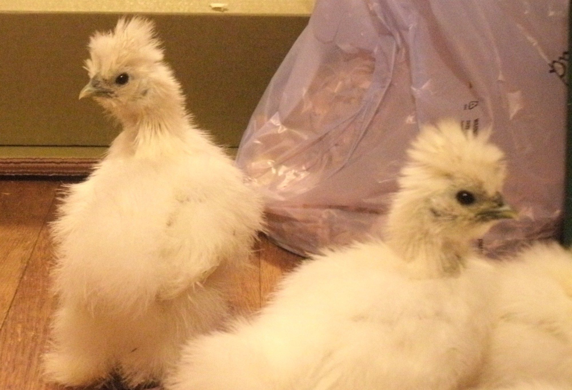 almost fully feathered