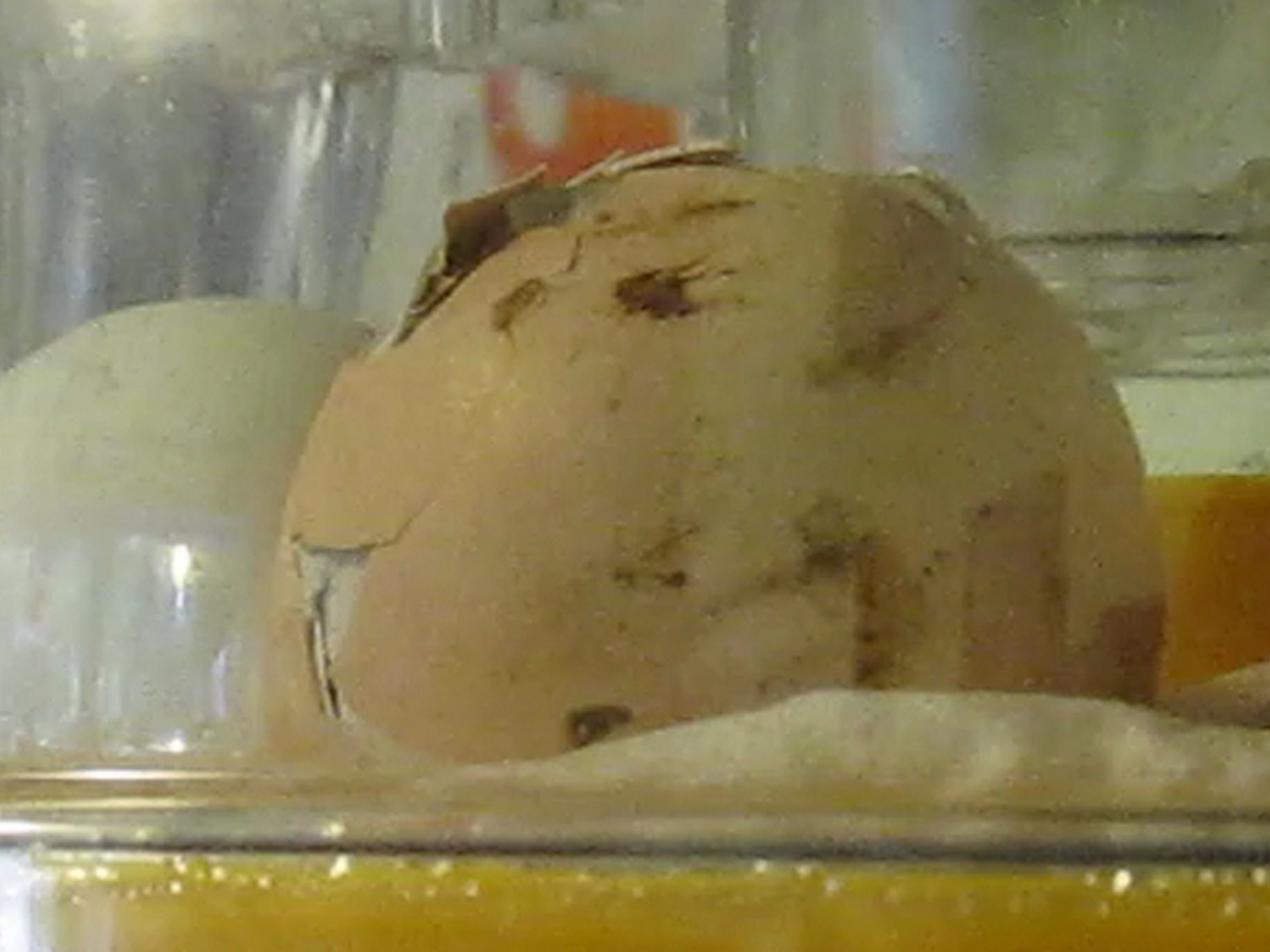 Almost hatched!