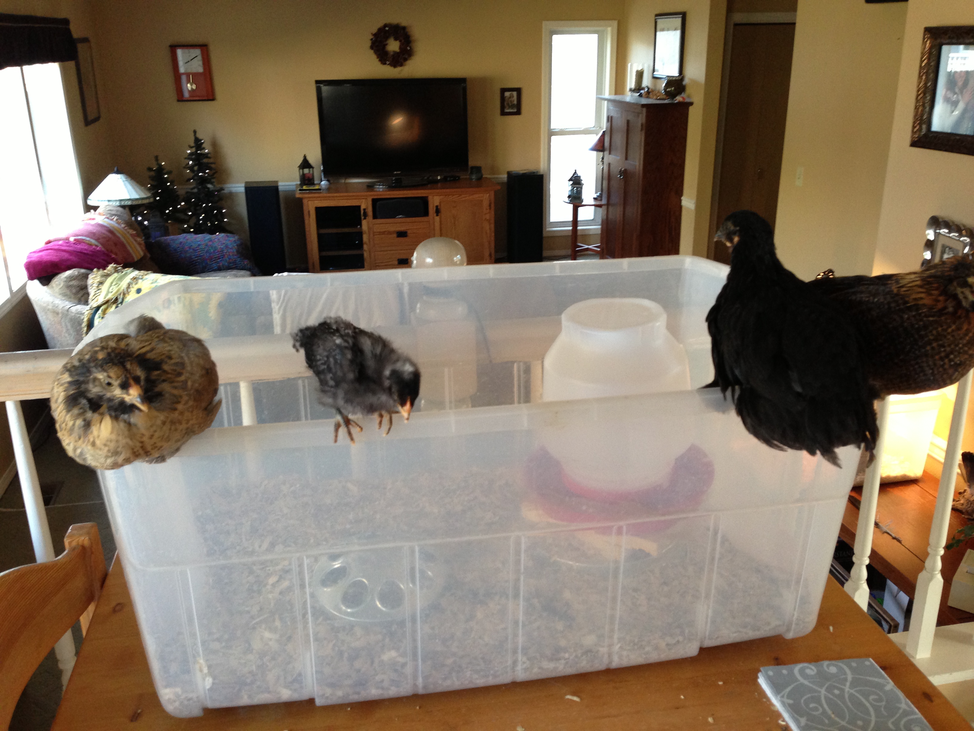 almost ready to move outside to the coop.