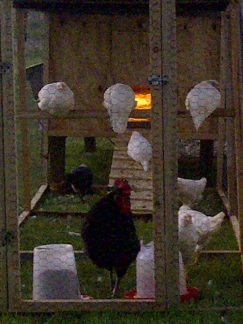 Almost time for bed. 8 of the girls have already went inside the coop to roost in this pic.