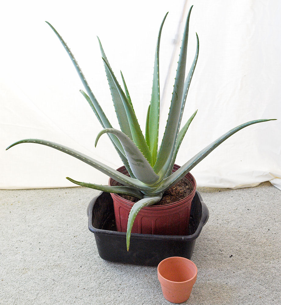 Aloe_vera_X2180204_02-18-2020-001.jpg