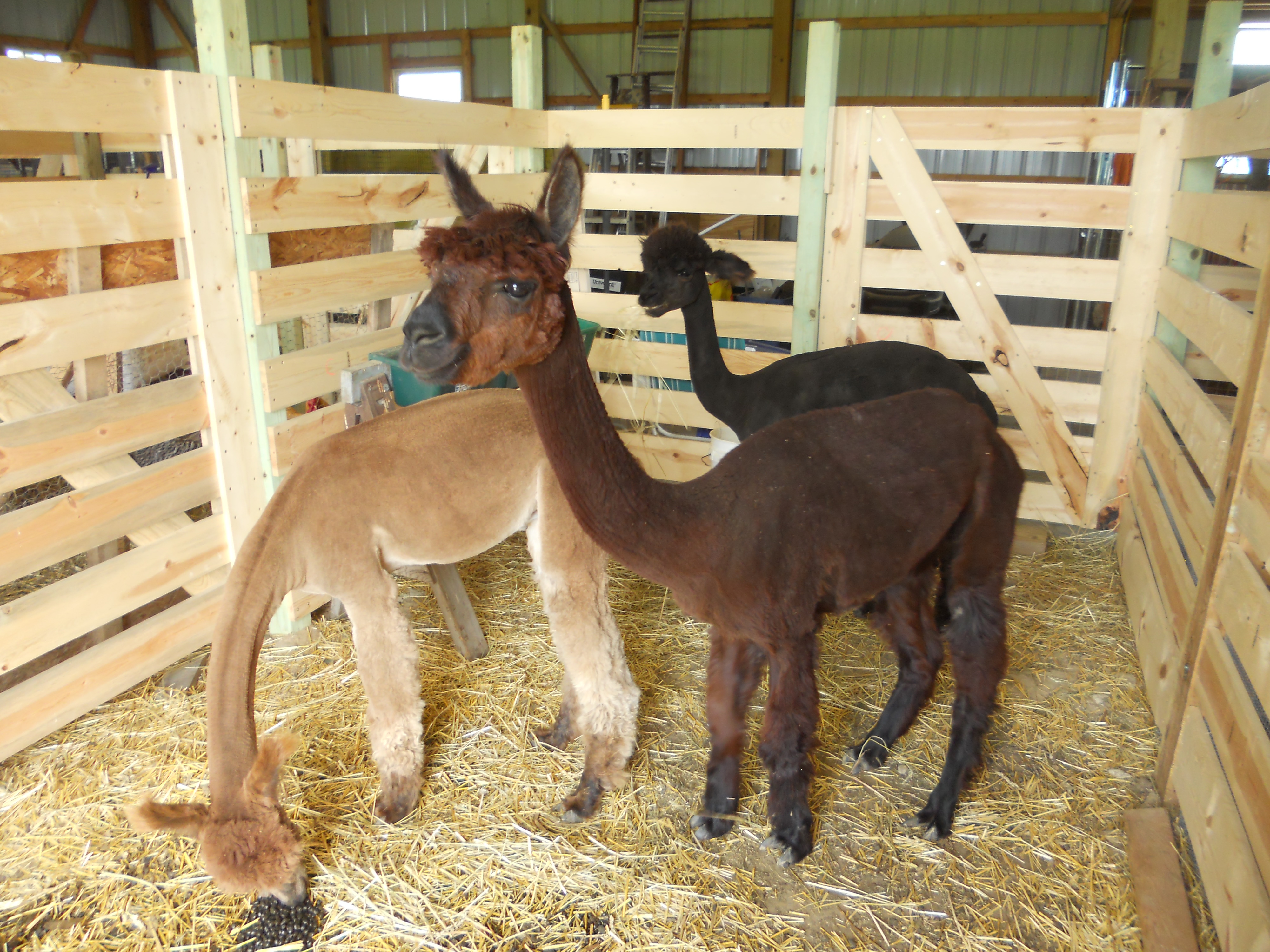 alpaca necks amaze me!