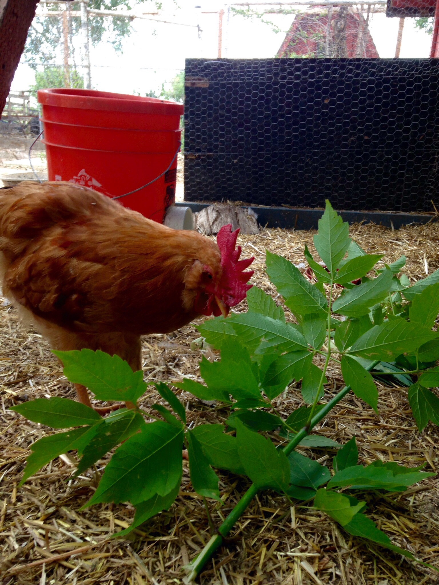 ALpha roo from our hatch