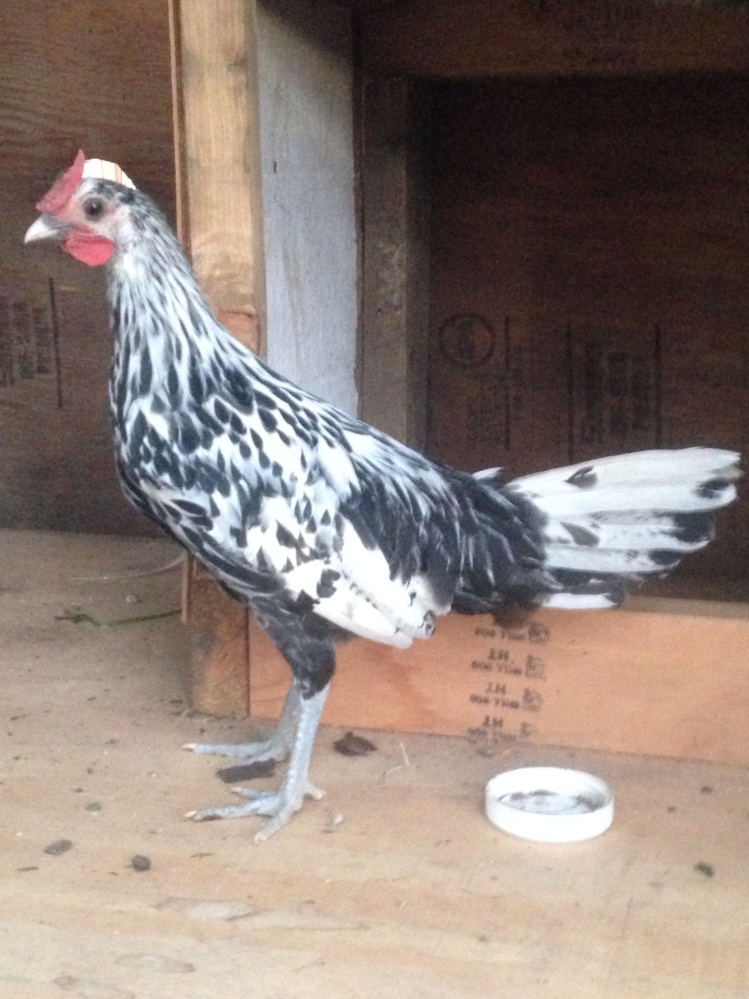 Alpha- the beautiful rooster we had to give back!