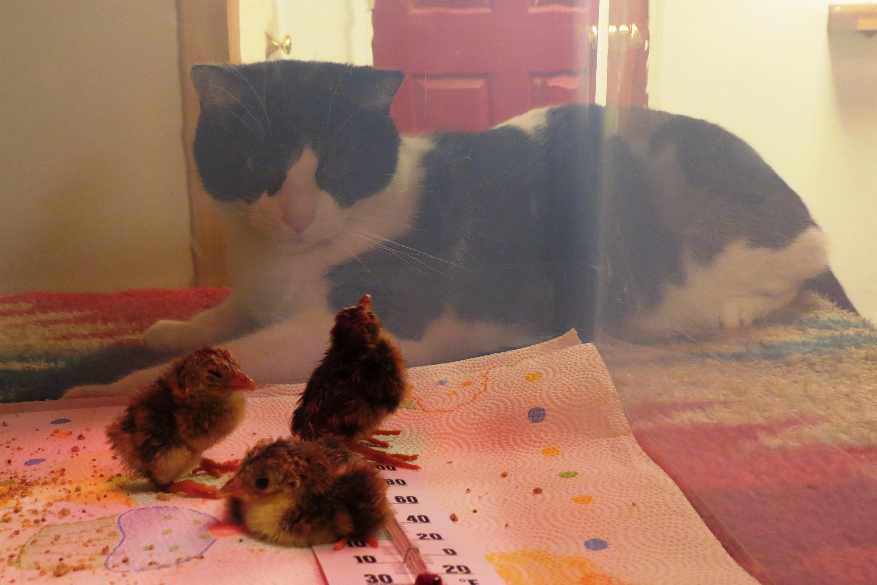 Already in the brooder...  Are you my momma?