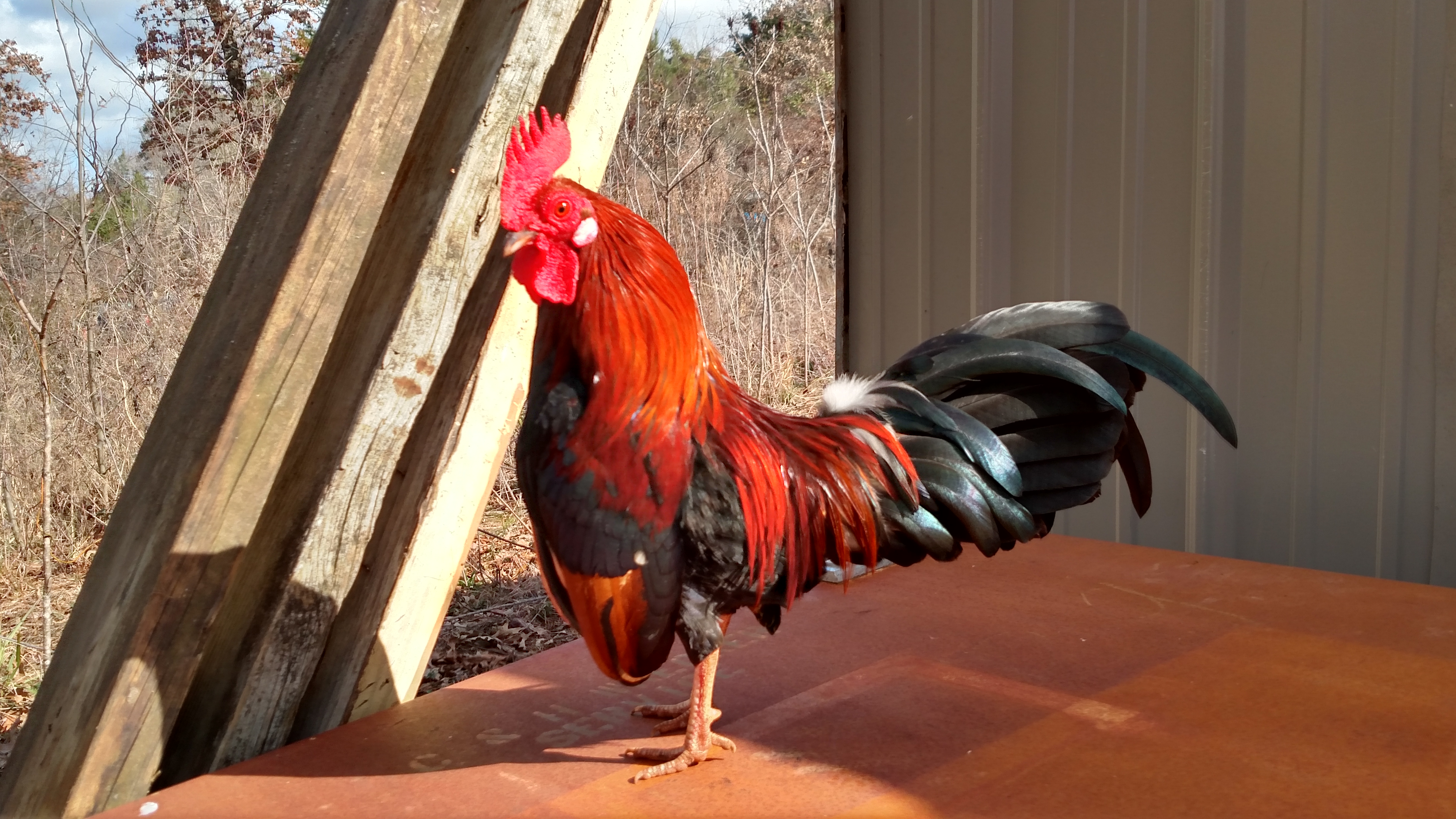 Am so thankful my main flock did not get sick.  Have spent my pen expansion budget on meds, extra feed/hay, bleach & Lysol.  Looking forward to spring already.  Nervous about any upcoming cold weather.  Have learned so much on site, just not enough time or money to apply...... Patience creates great appreciation