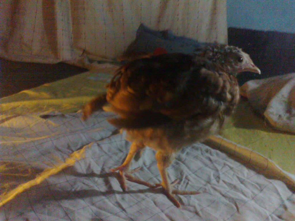 am very happy she can stand ,walk, eat and drink by her own ,she's in good health now.