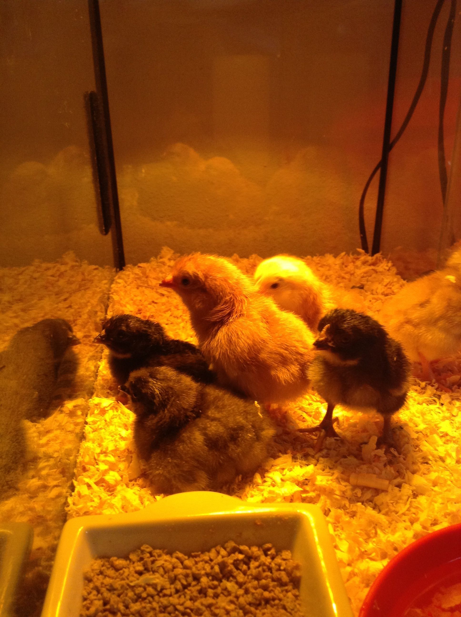 :) Amazed at their reflection in the glass. They are so cute.