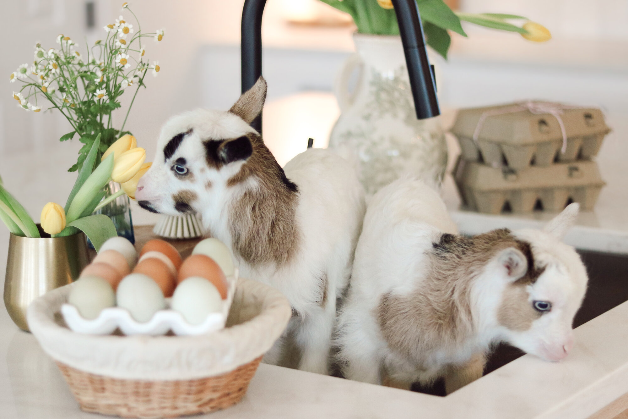 Amazing Easter Animal 1.jpg