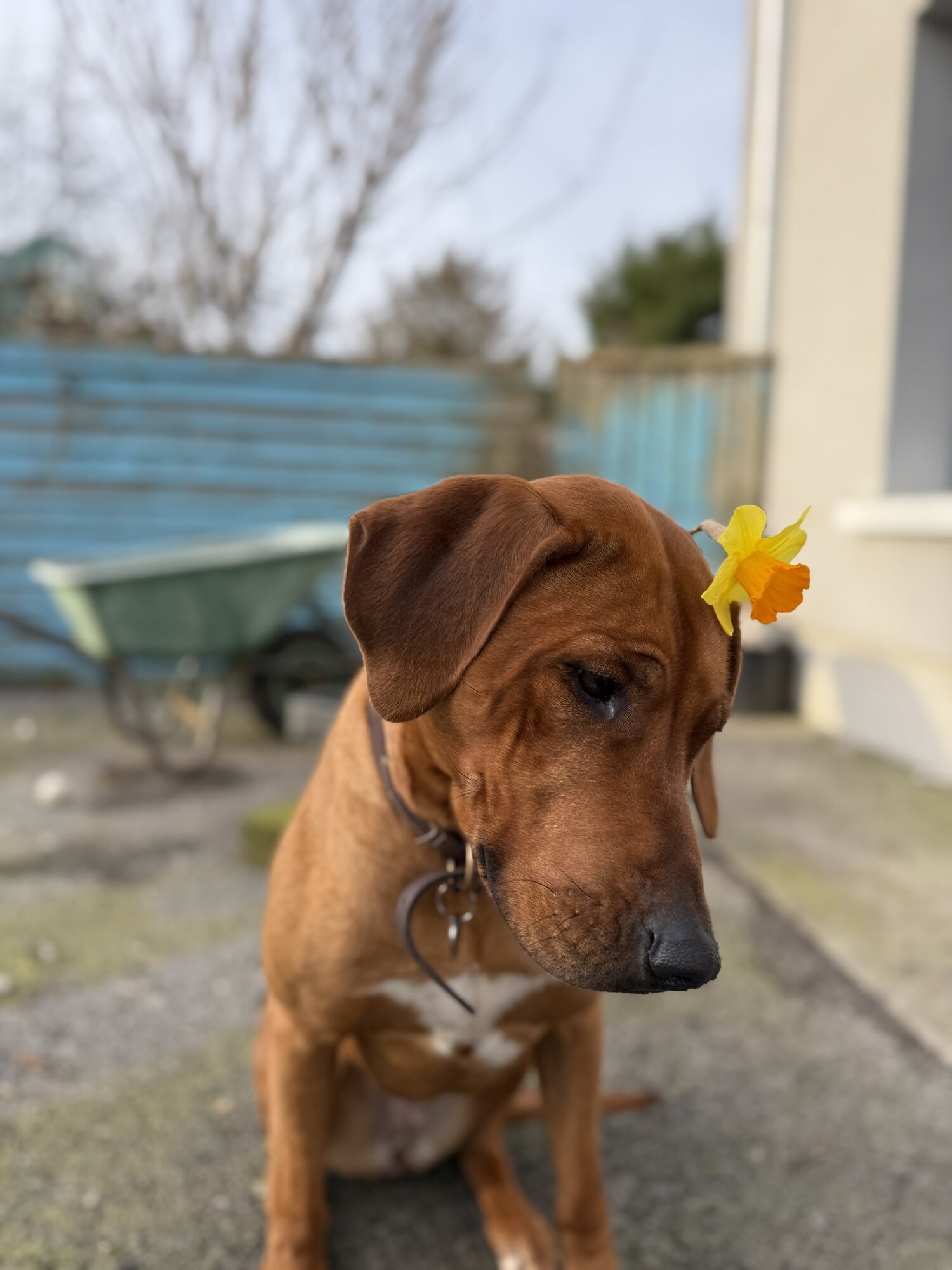 Amazing Easter Animal 20.jpg
