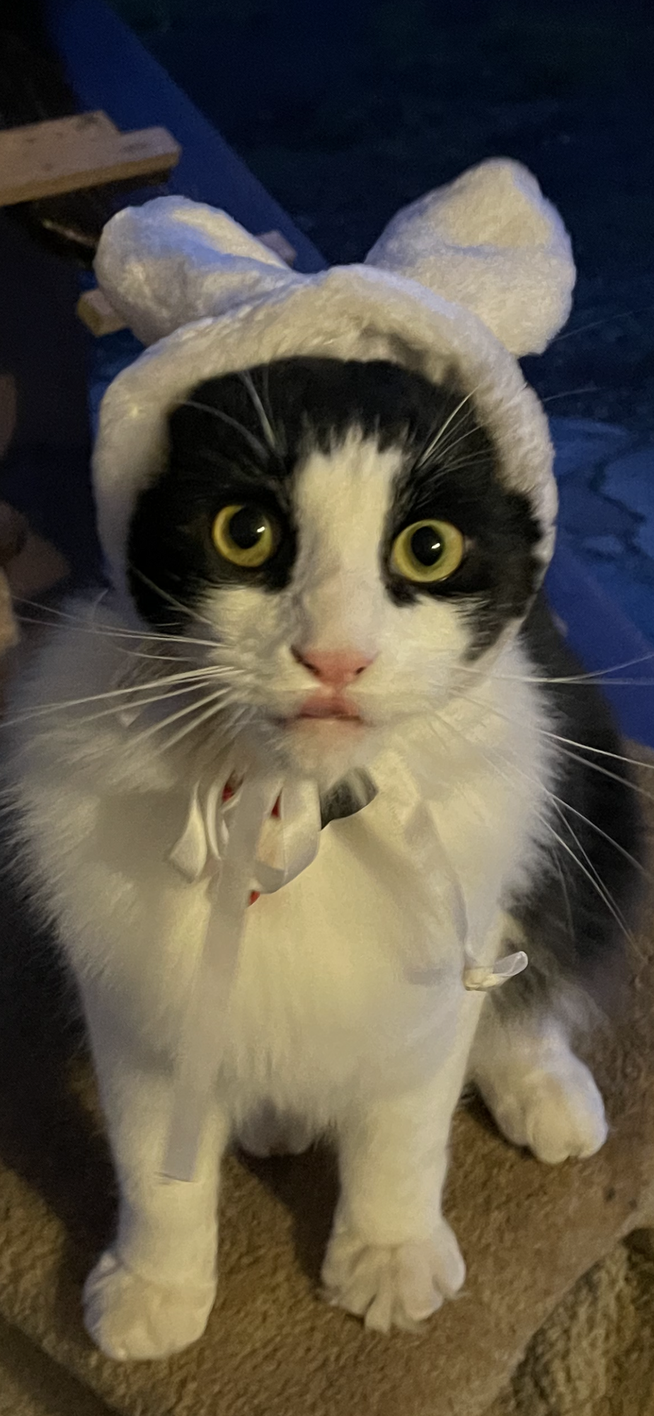 Amazing Easter Animal 5.png