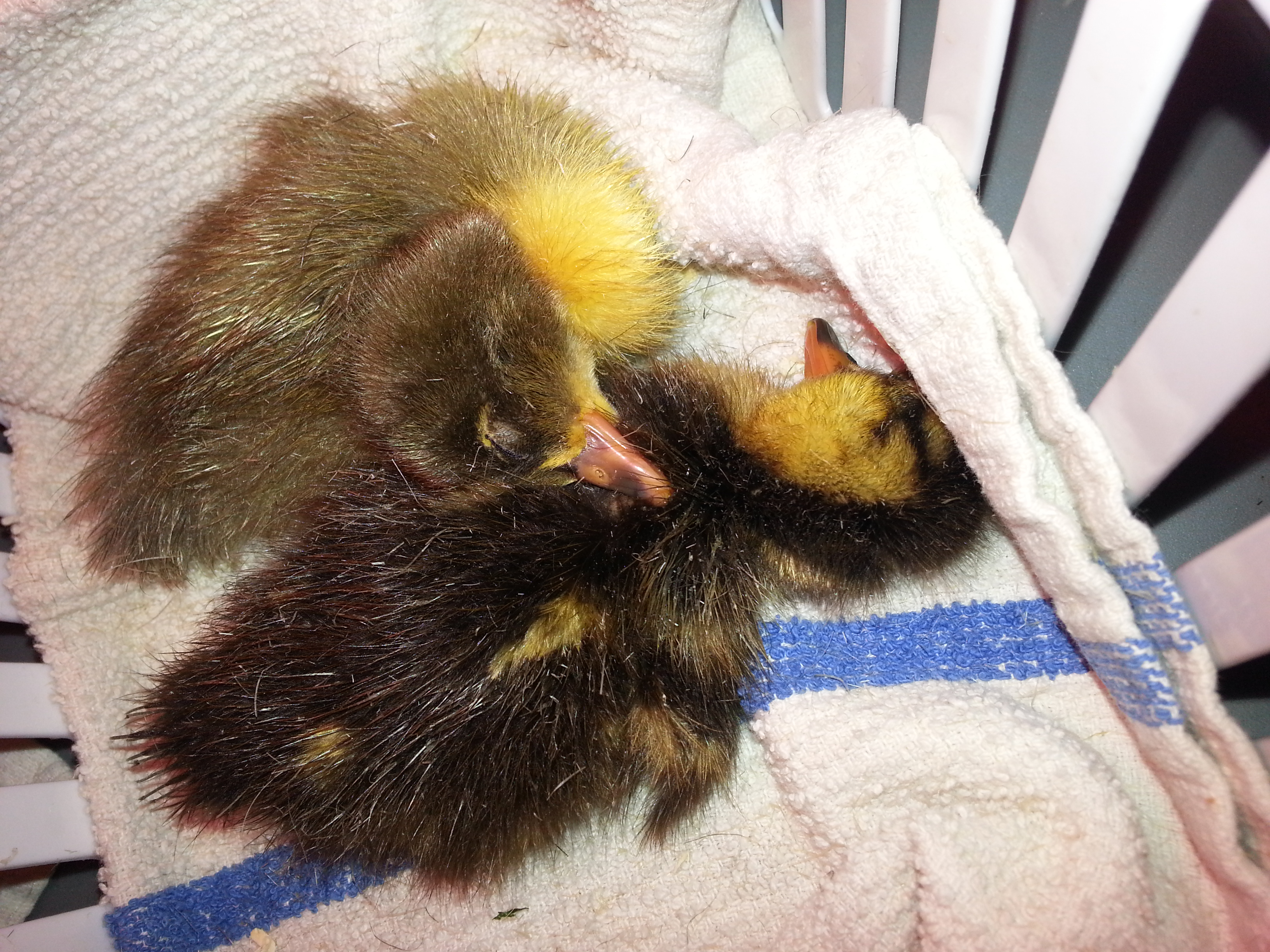 Amazing how flexible they are....they will even sleep with their head hanging down from your hand....upside down!