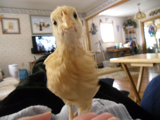 Amber-Buff Orpington.  You looking at Me!  Born 3/15/13 and was given to me from my nieces daughter's 4H swap!  So I got 5 eggs and 3 of them were roos!  GO Figurer!