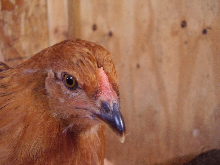 Amber (Easter Egger) 8 weeks