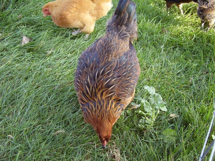 Amber - (Easter Egger)