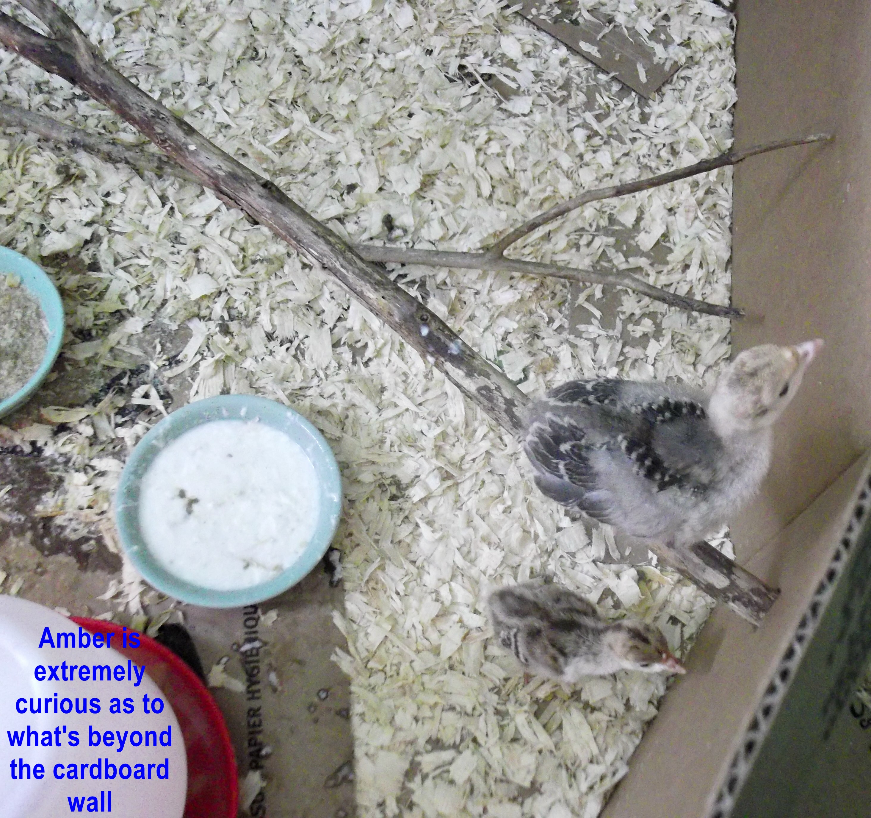 Amber has feathered out just enough to try her wings! Here she's awfully curious for the other side of the brooder wall...