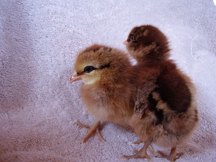 Amber (left) and Ellie