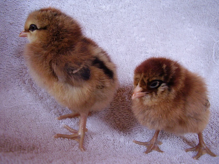 Amber (left) and Ellie