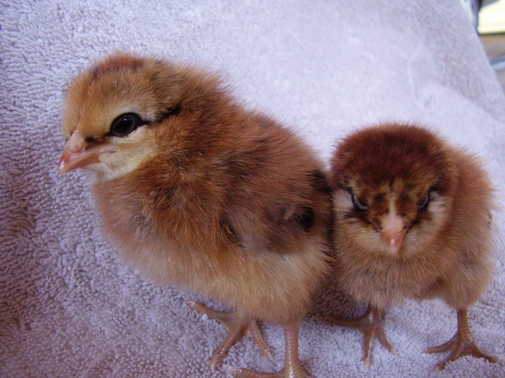 Amber (left) and Ellie
