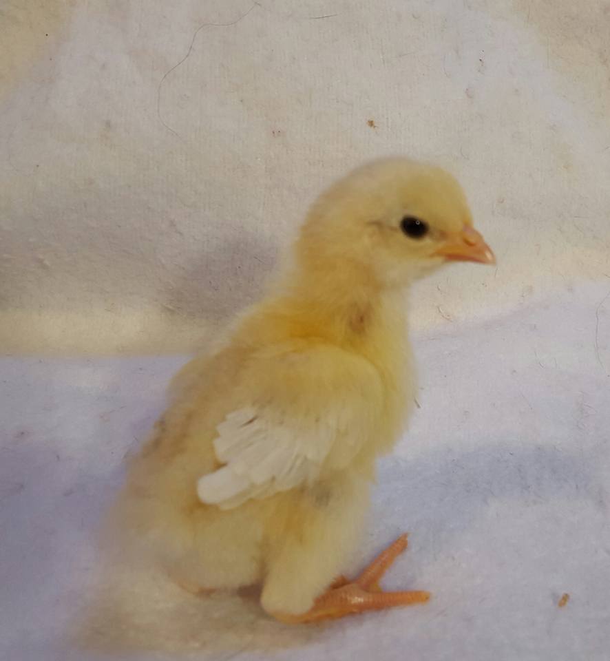 Amber Link pullet