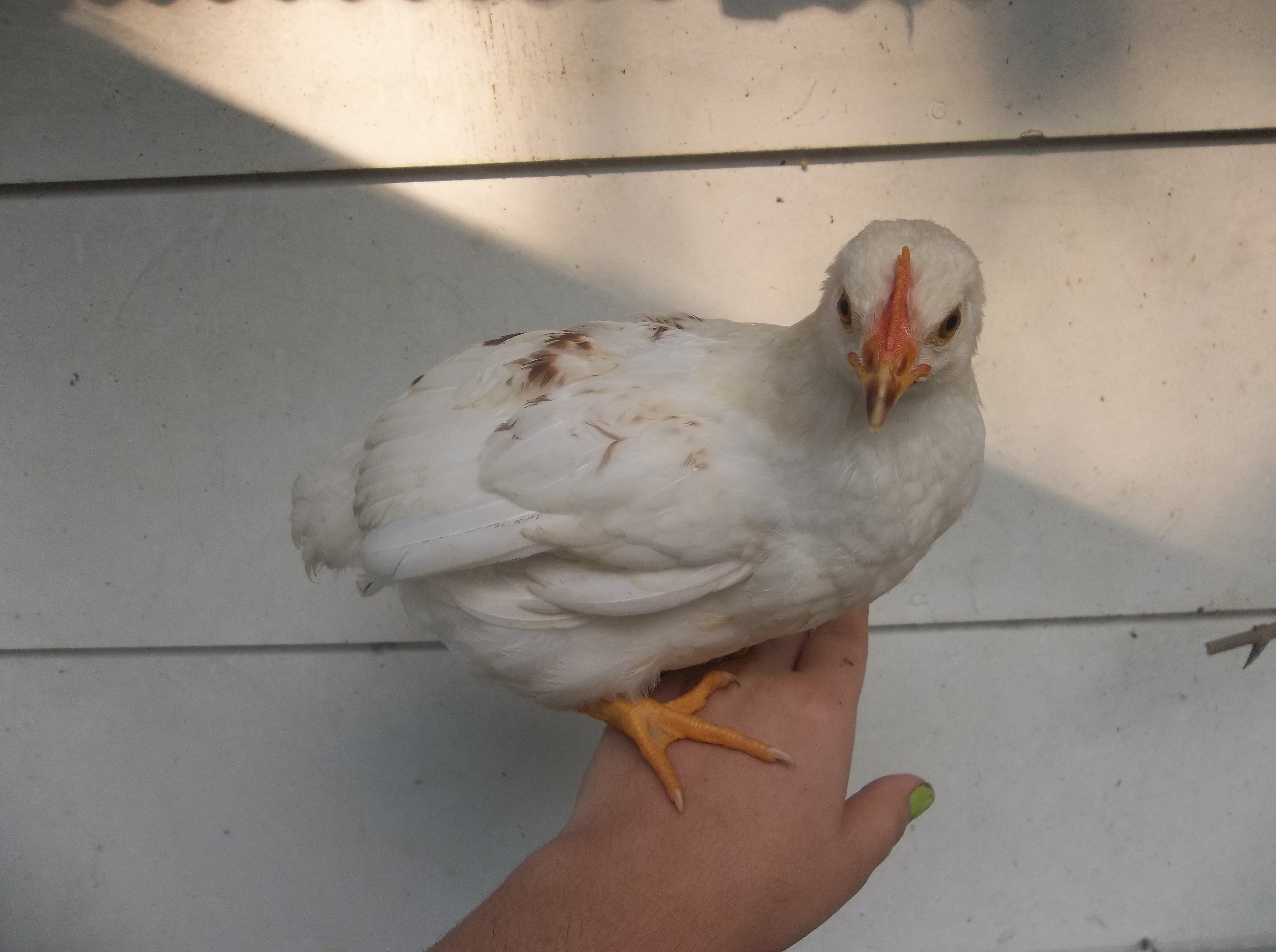 Amber Star not sure if Roo or hen, Amber is what i am calling her for now