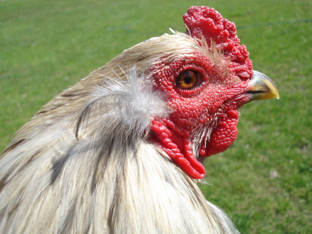 Ambrose the Araucana
