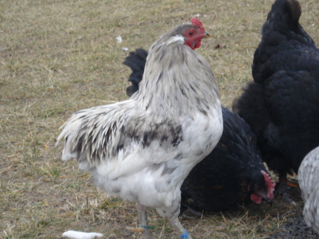 Ambrose, the splash rooster. He too is double tufted. Hatched summer 2011.
