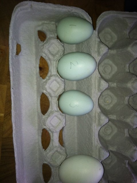ameggs