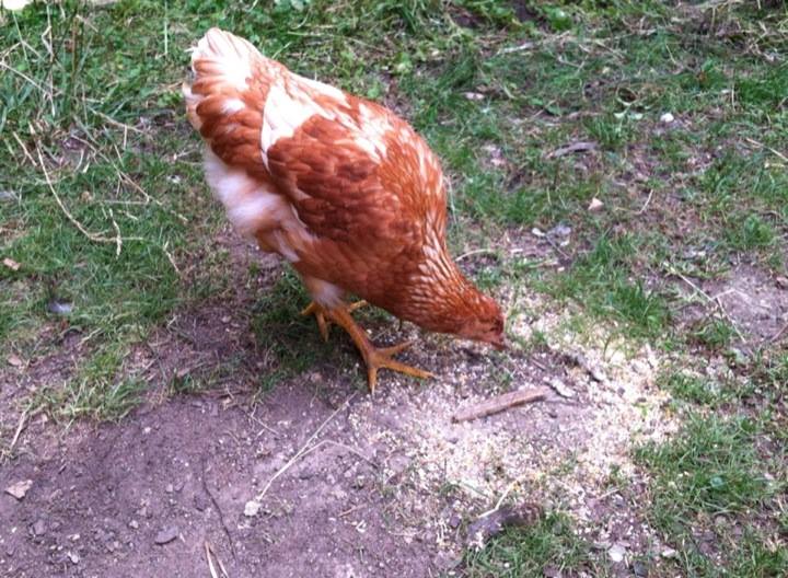 Amelia 3 months old and no long tail feathers, I hope she will be getting them back in