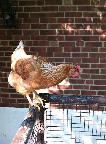 Amelia, Amelia, won't you lay me an egg?