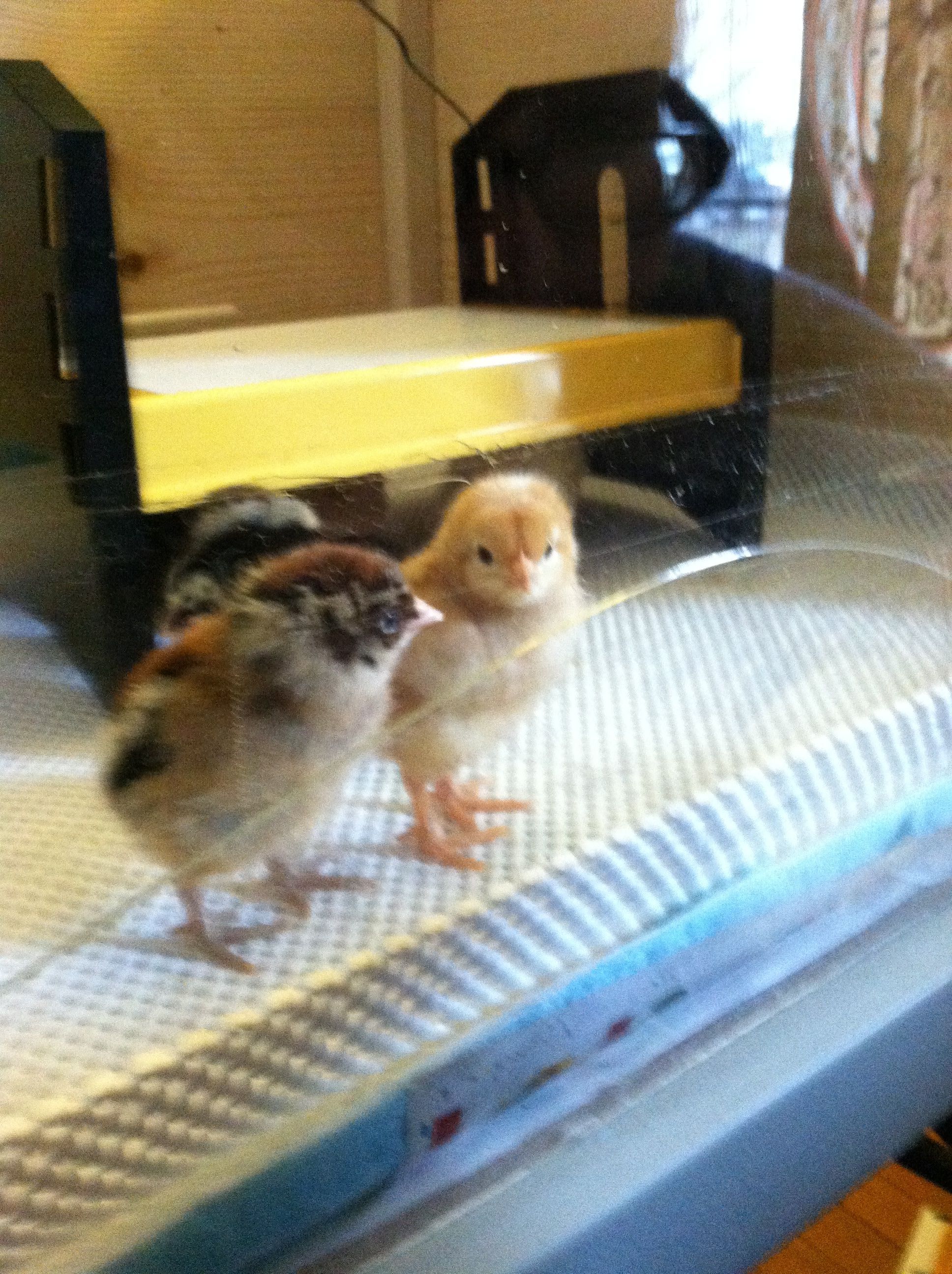 Amelia and Clara, the two biggest explores for the day.  A sex-link and EE respectively
