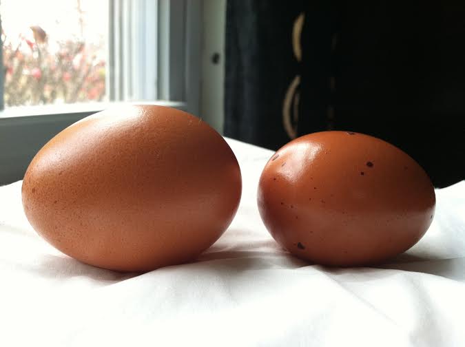 Amelia and Morgaine's eggs