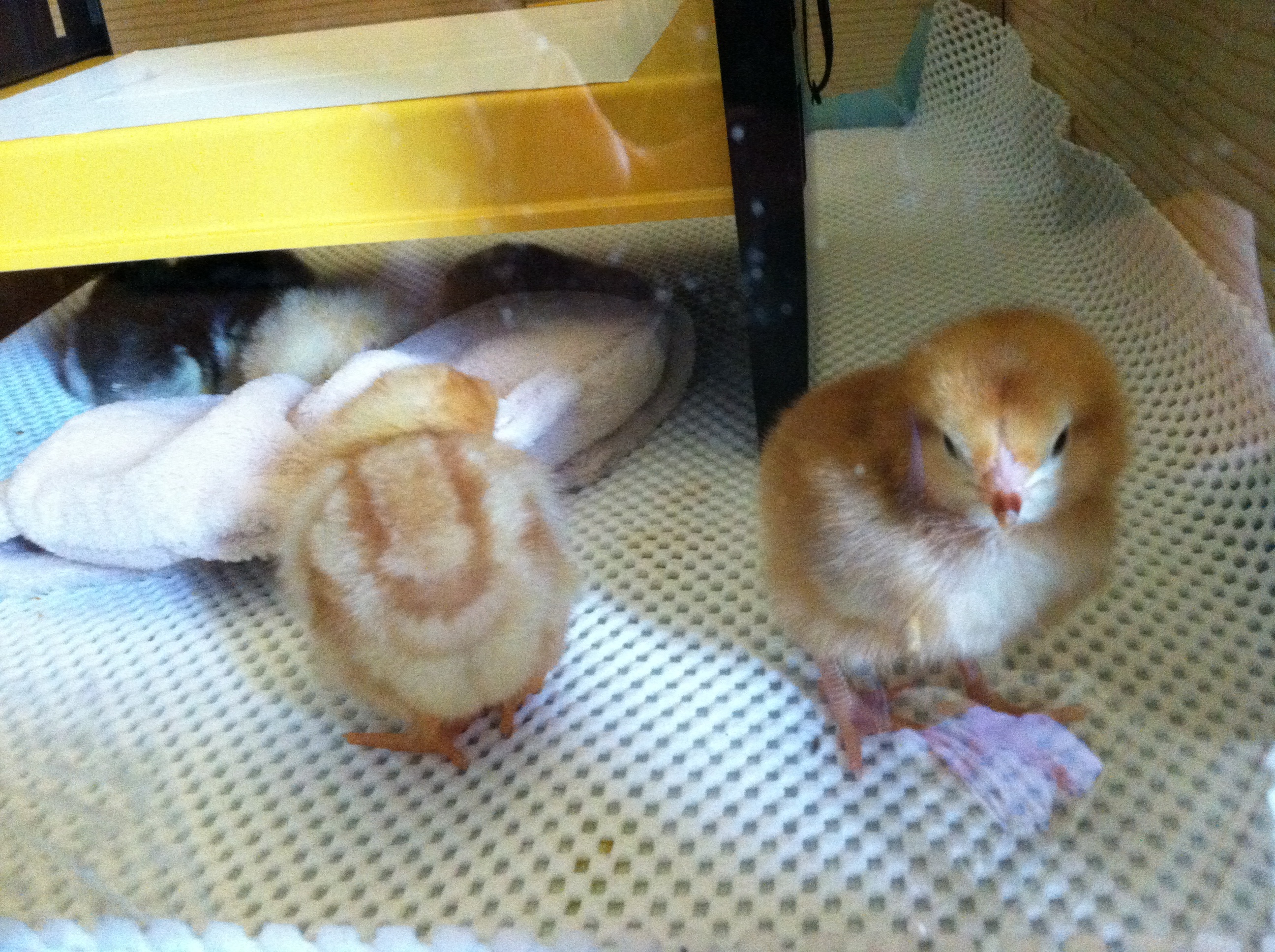 Amelia and Nettie are two clever and curious little girls