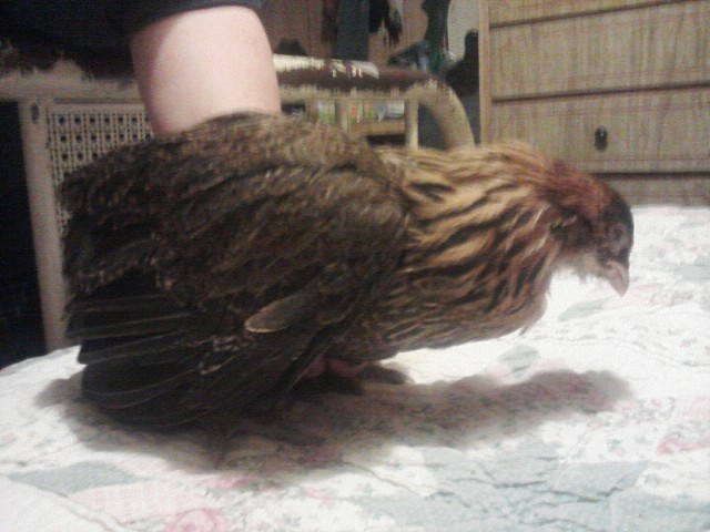 Amelia -- for her attempted flying antics. Most likely an EE pullet. 3 months old.
