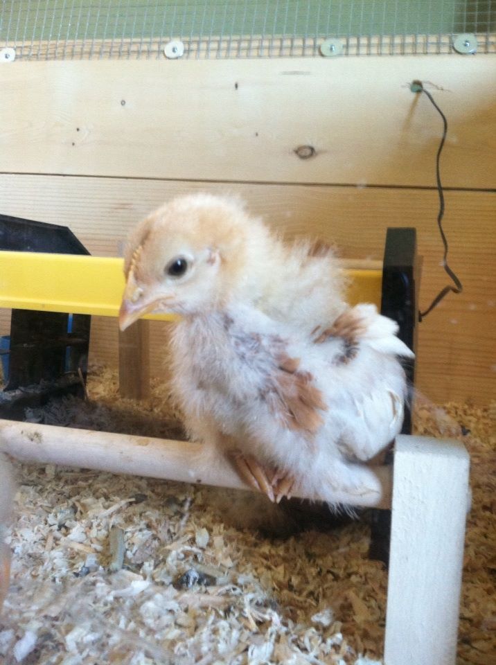 Amelia getting her feathers in