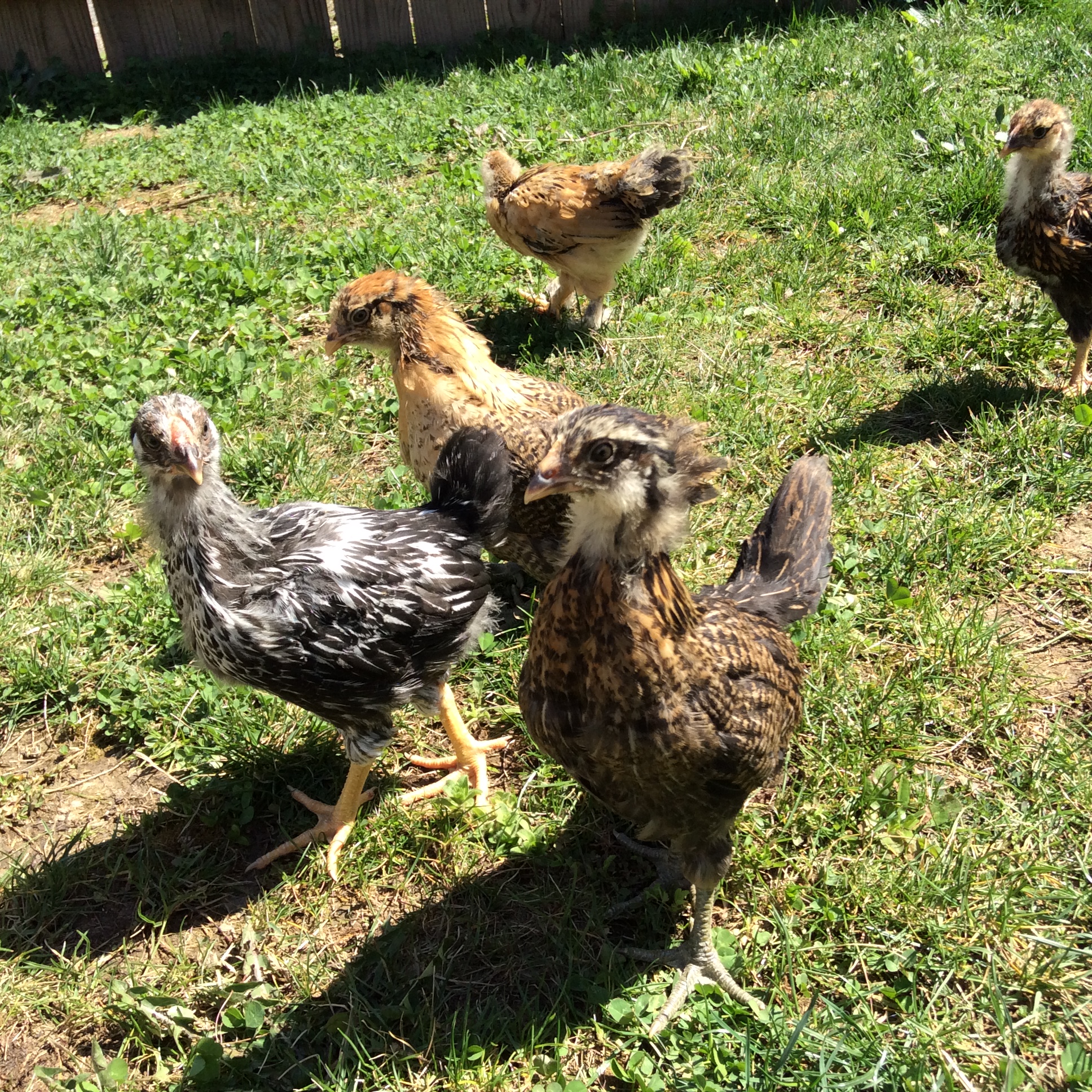 Amelia has always had a very stern and silly look about her... and she is always the ring leader of the flock