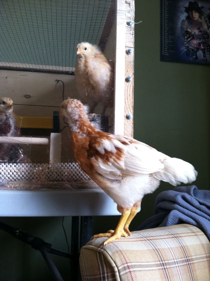 Amelia having a stare down with the Buckeye in the brooder while Baby Buff looks on