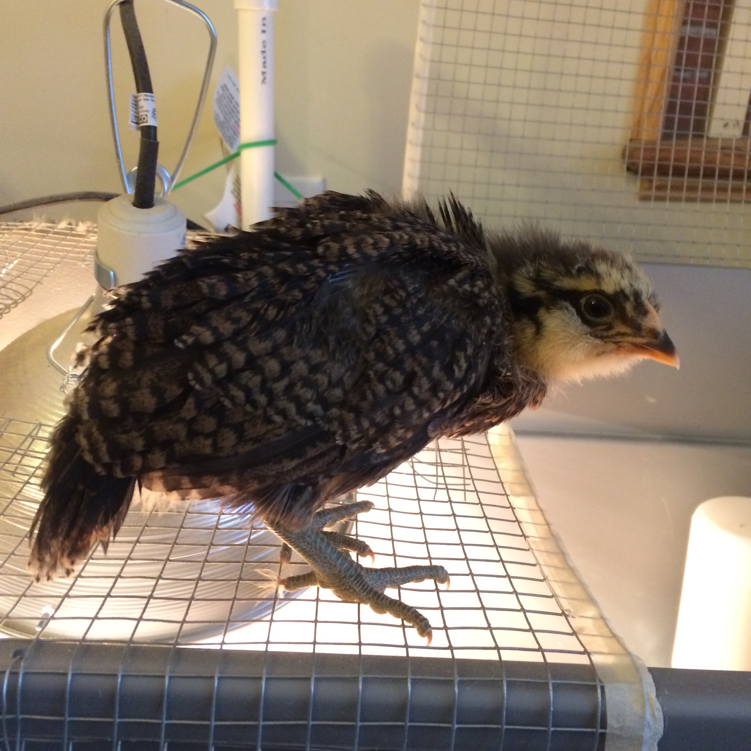 Amelia is taking on a hawk persona