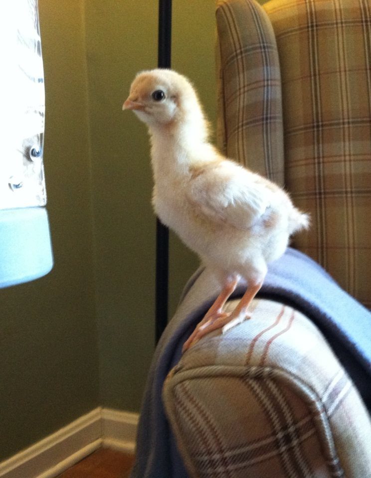 Amelia looking more like a pretty little pullet and less like a chick