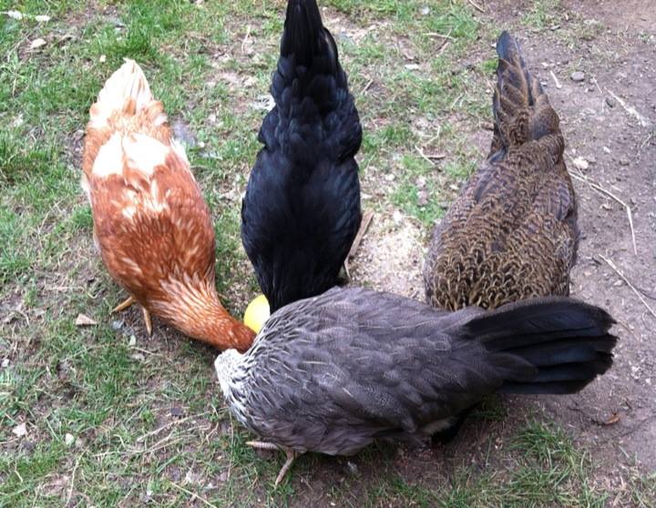 Amelia, Morgaine, Clara and Victoria pecking for treats