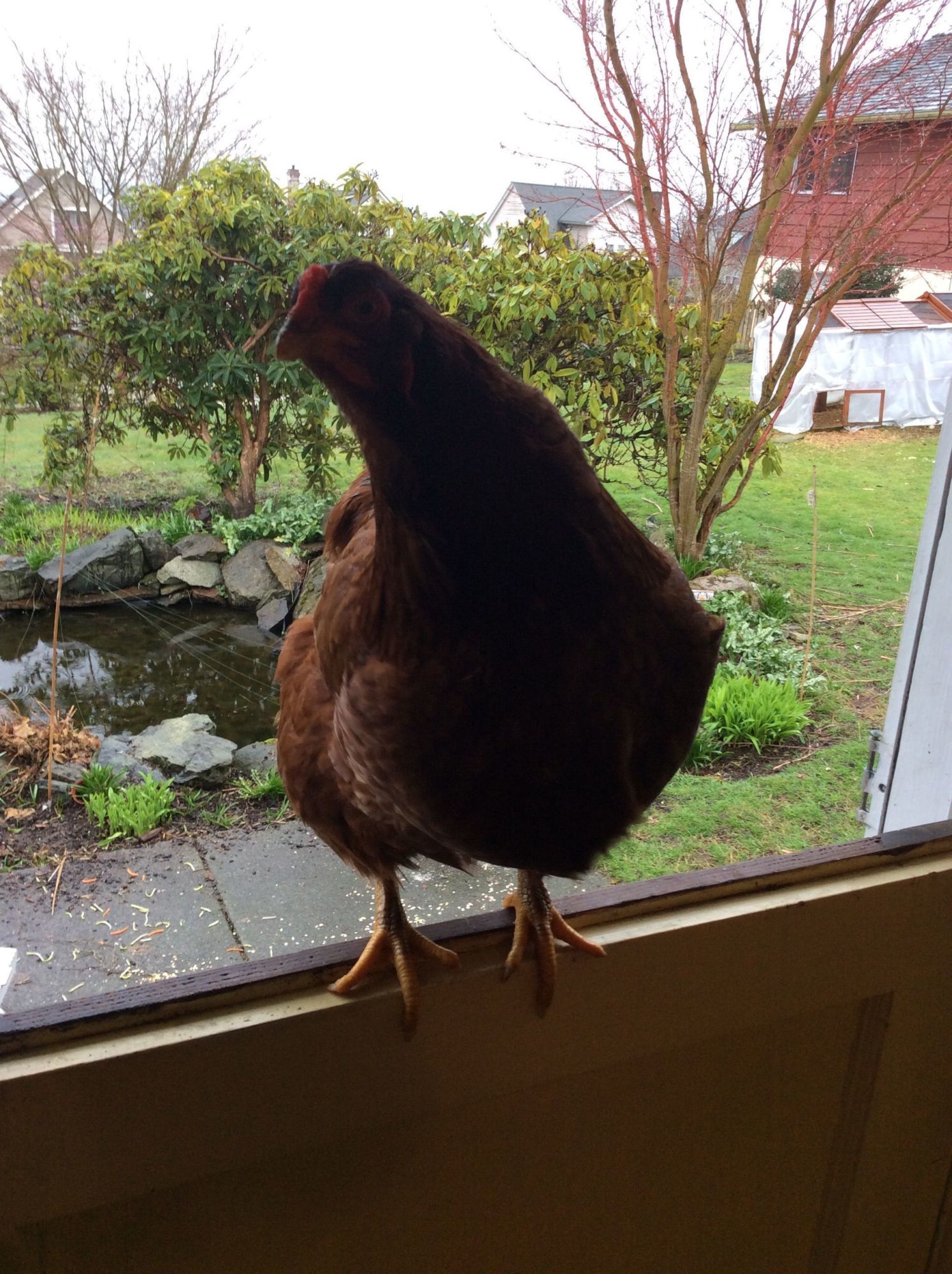 Amelia, my buckeye, loves to fly, especially up on my back door when the top half is open, to beg me for some treats while I work in the kitchen!