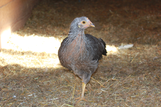 Amelia. She has a beautiful orangey red comb these days