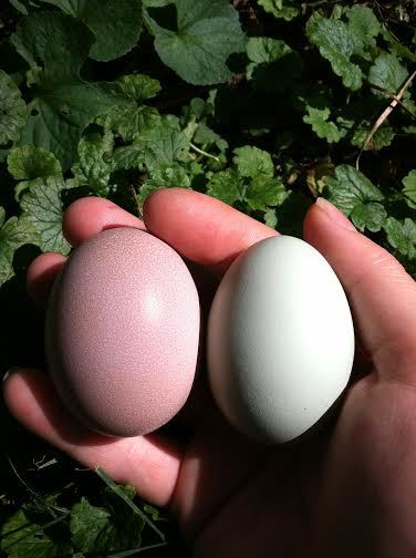 Amelia the Golden Buff laid her first egg on September 8th 2014 at 22 weeks old and Clara the Easter Egger laid her fourth