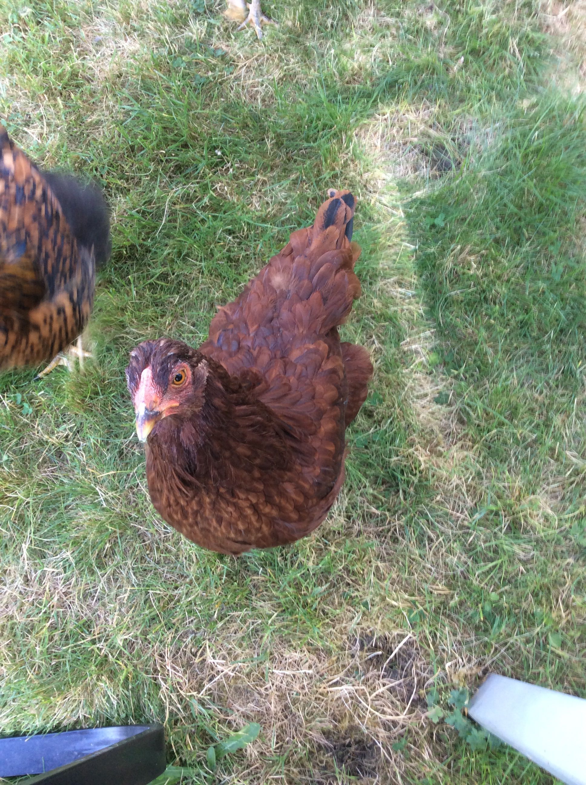 Amelia, the top of the pecking order and my best buddy.