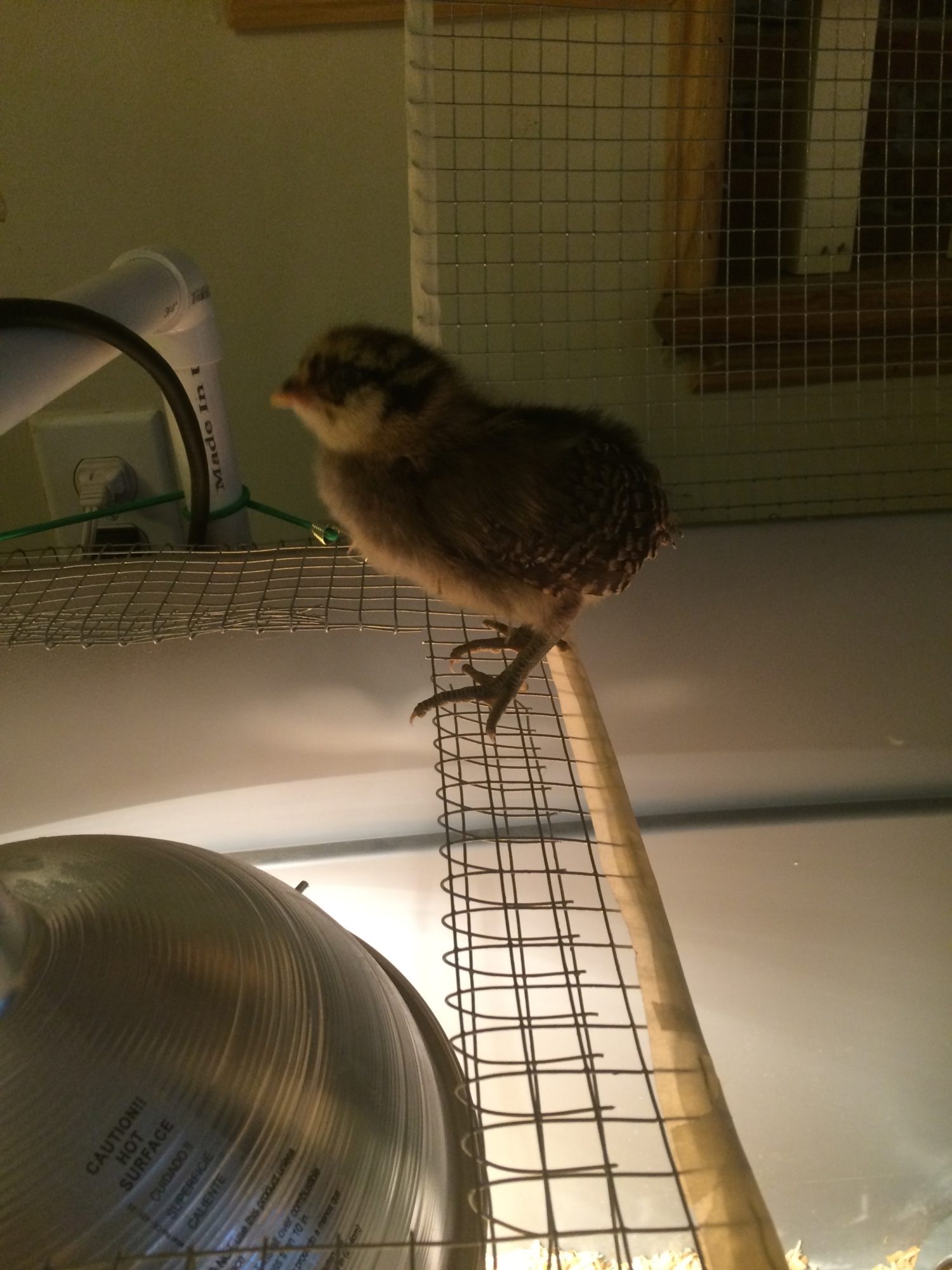 Amelia was the first to find her way out of the brooder when the lid was open... probably with in the first week!