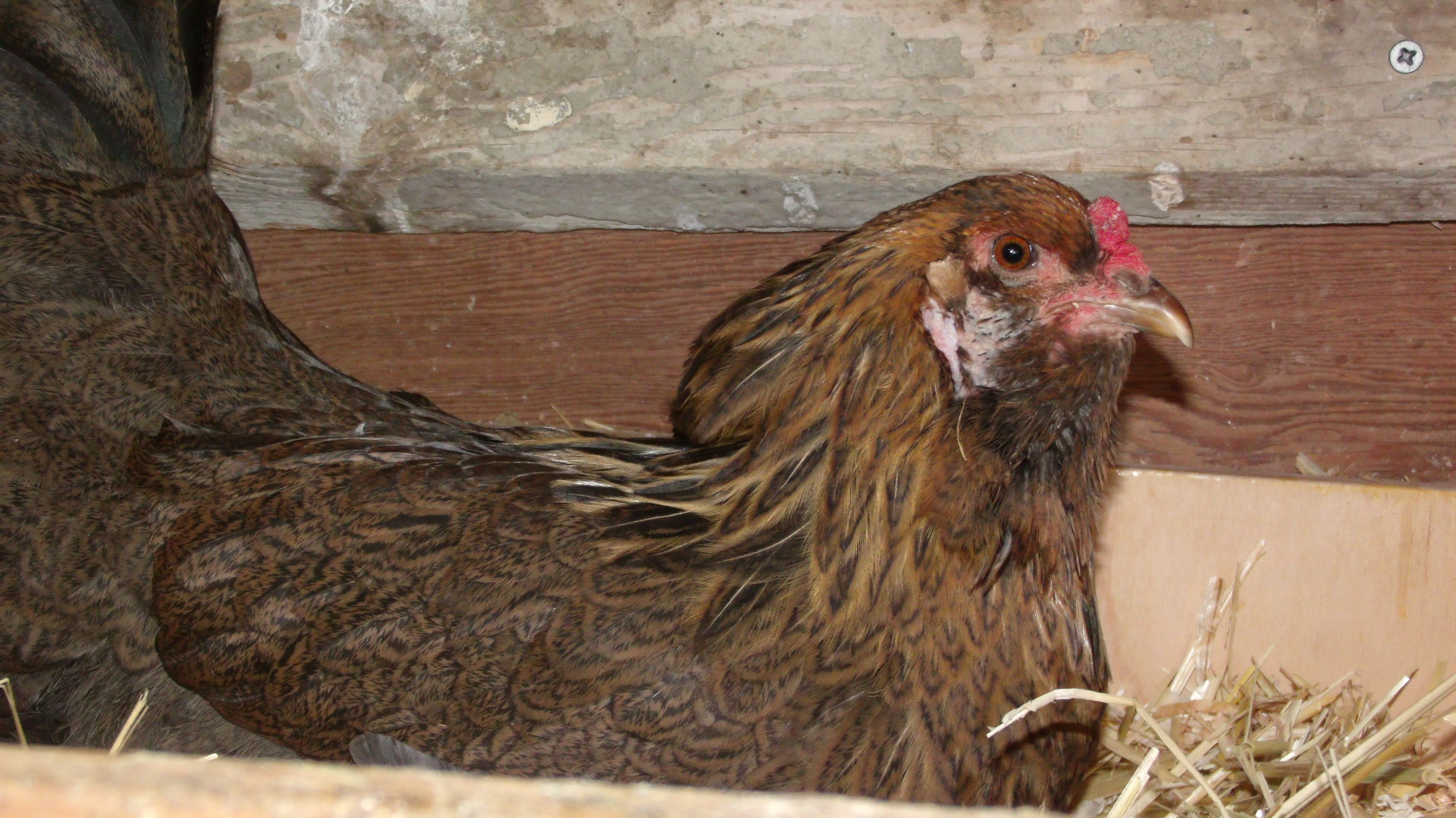 Ameracauna hen Cuddles