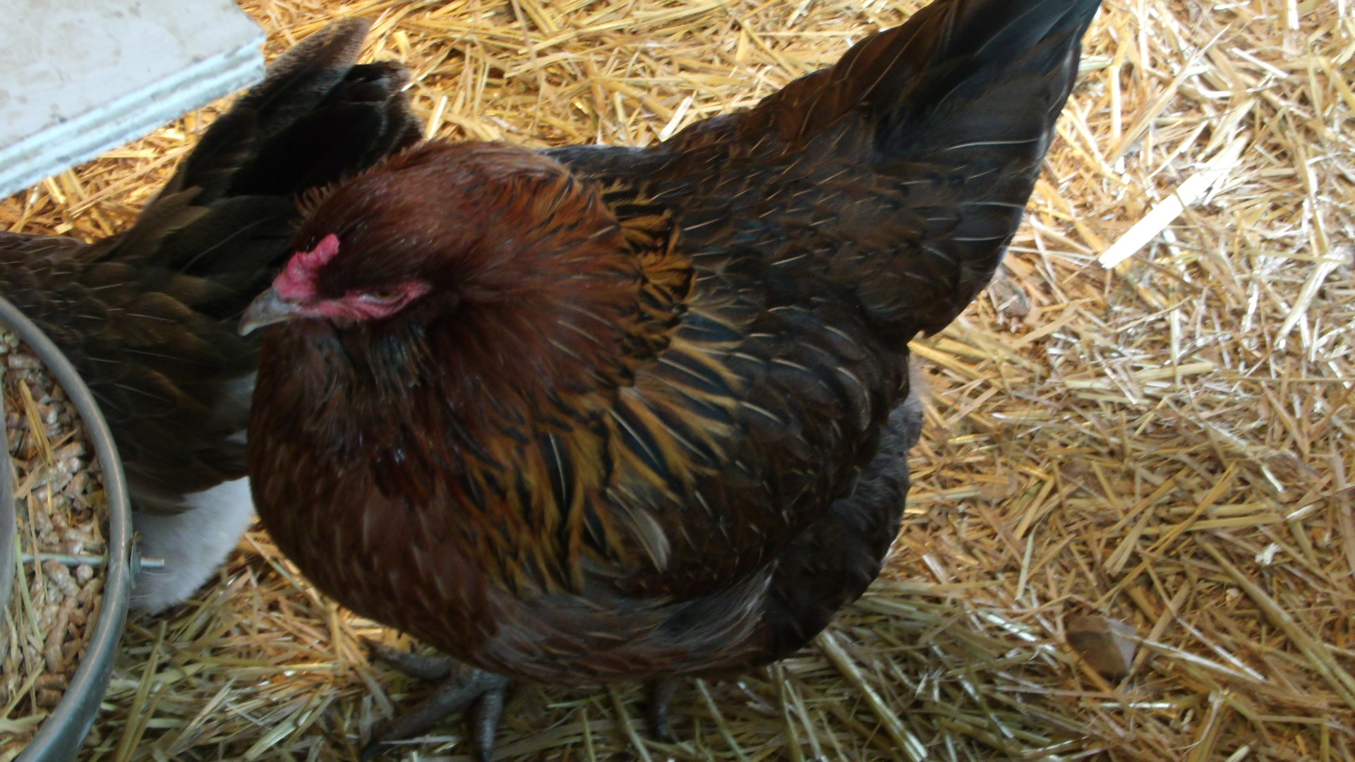 Ameracauna hen Tuffy