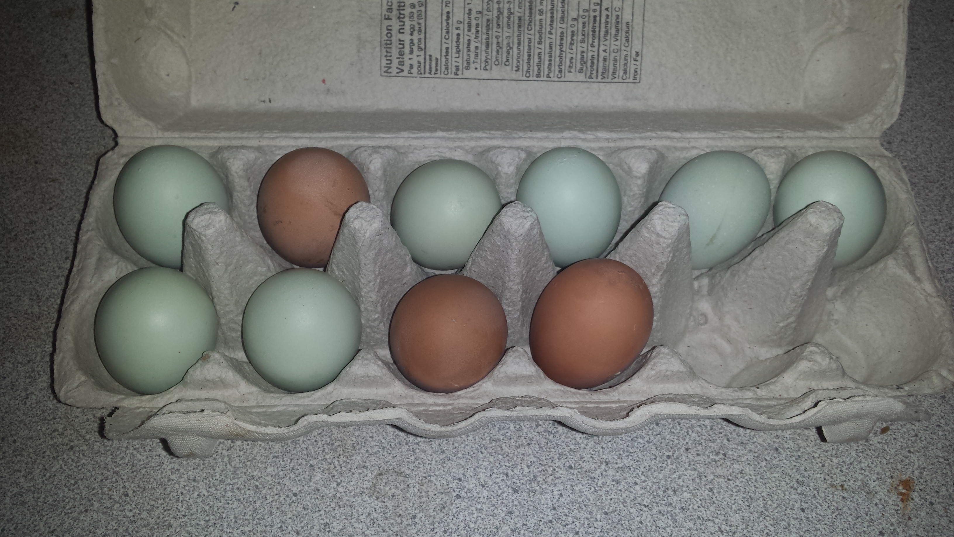Amerameraucana and barred rock eggs