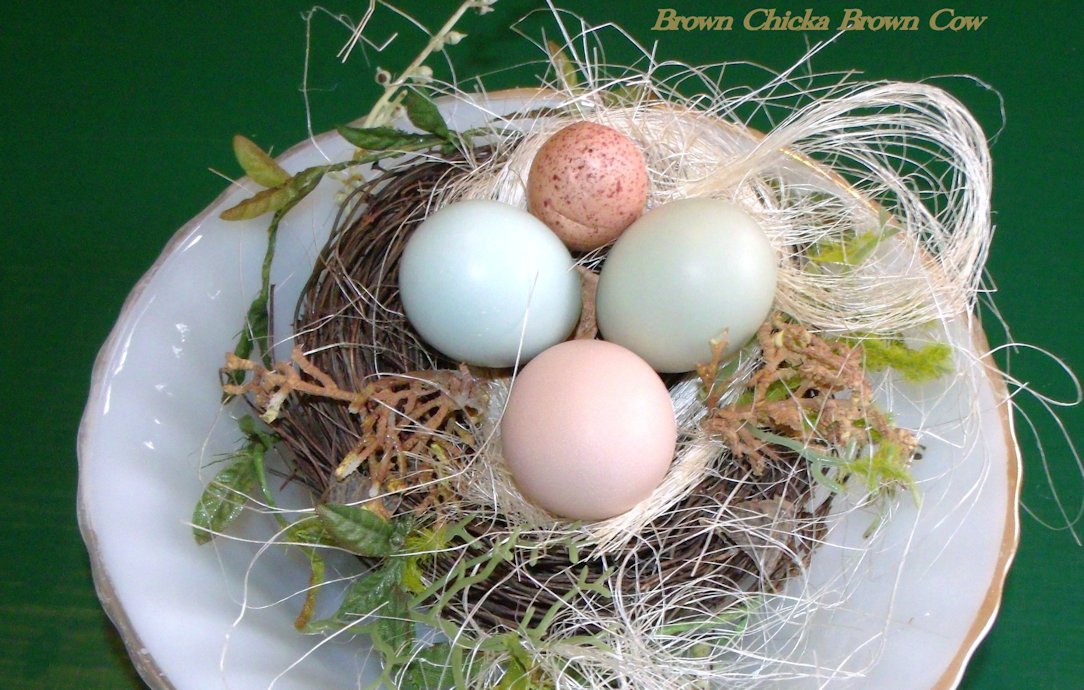 Ameraucan egg on left, d'Amicauna (green egg) on right, and Silkie egg bottom center.